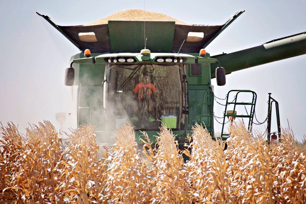 Combine harvester collecting corn crop